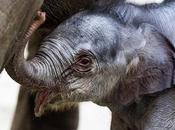 Elephant Story Baby Born Belgium