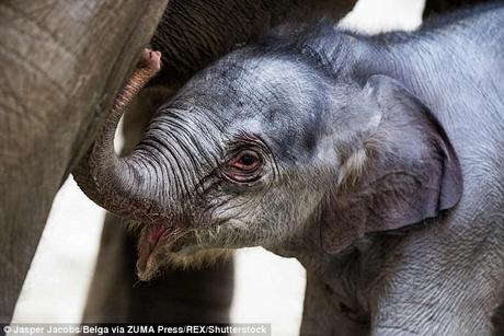 Elephant story ! ~ baby born at Belgium Zoo