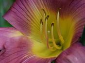 Daylily Time