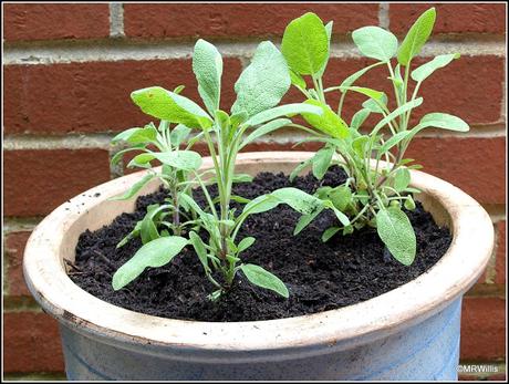 Potting up Sage cuttings