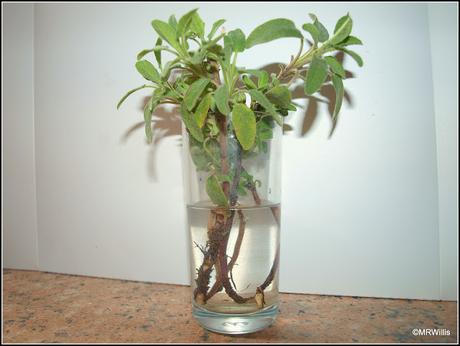 Potting up Sage cuttings