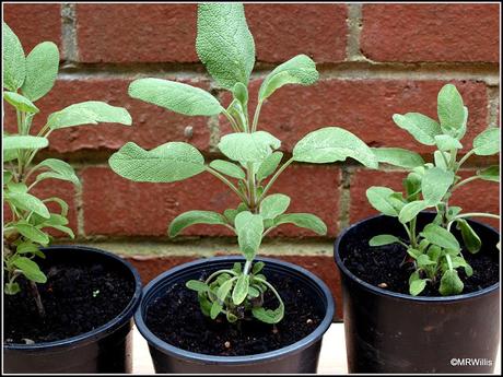 Potting up Sage cuttings