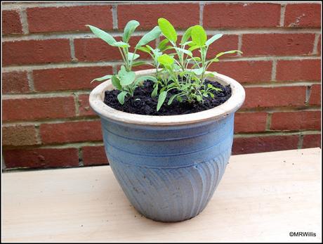 Potting up Sage cuttings