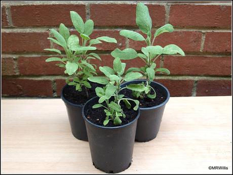 Potting up Sage cuttings