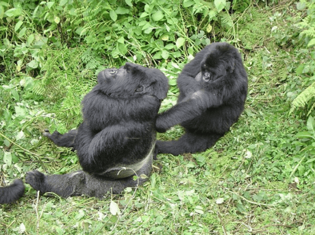 15 Things To Know Before Gorilla Trekking In Bwindi Forest, Uganda 15 Things To Know Before Gorilla Trekking In Bwindi Forest, Uganda