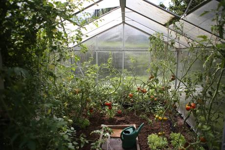 How to Pick the Perfect Greenhouse