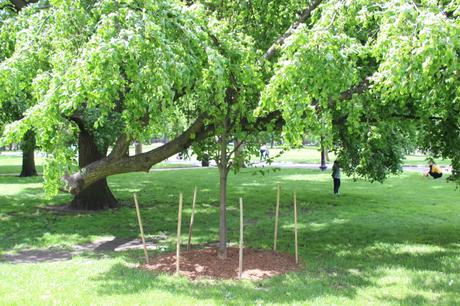 Meet the Trees | The Linden and the Story of a Crutch