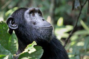 Everything You Need to Know About Chimpanzee Trekking in Nyungwe Forest