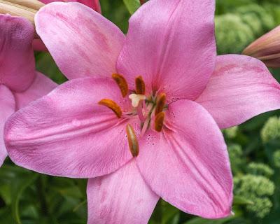 Friday Fotos: More flowers