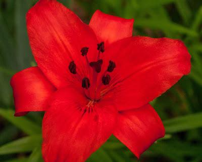 Friday Fotos: More flowers