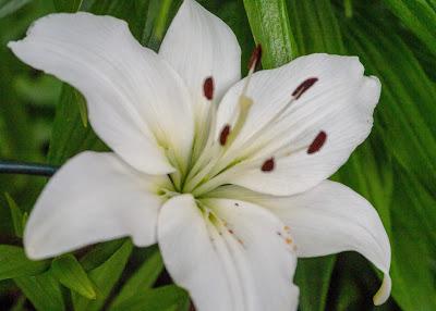 Friday Fotos: More flowers