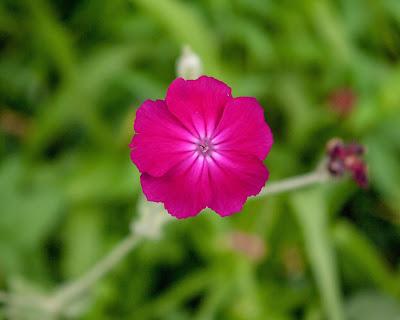 Friday Fotos: More flowers