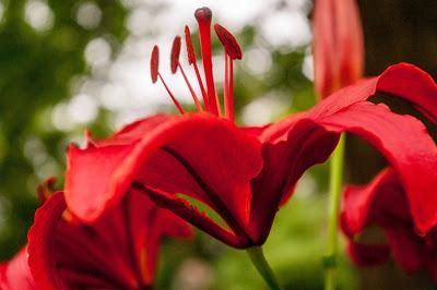 Friday Fotos: More flowers