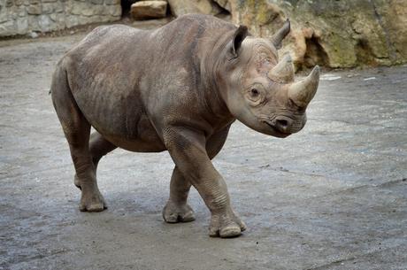 Rhinos to Rwanda: the largest ever transport of rhinos from Europe to Africa begins today