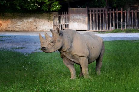 Rhinos to Rwanda: the largest ever transport of rhinos from Europe to Africa begins today