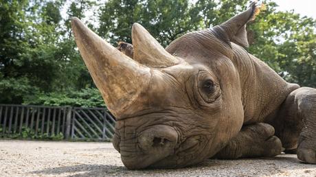 Rhinos to Rwanda: the largest ever transport of rhinos from Europe to Africa begins today