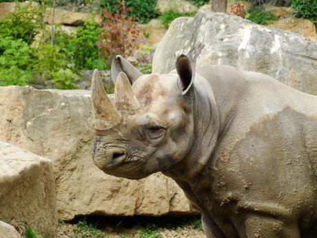 Rhinos to Rwanda: the largest ever transport of rhinos from Europe to Africa begins today