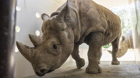 Rhinos to Rwanda: the largest ever transport of rhinos from Europe to Africa begins today