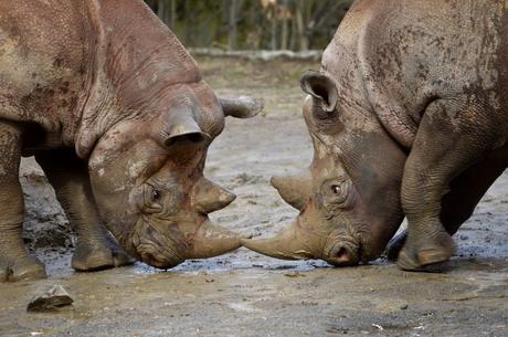 Rhinos to Rwanda: the largest ever transport of rhinos from Europe to Africa begins today