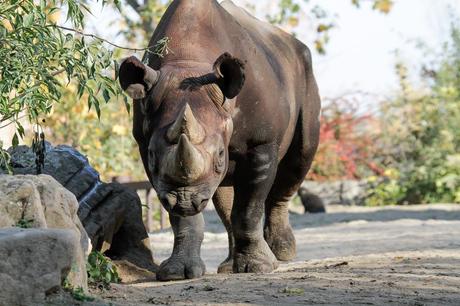 Rhinos to Rwanda: the largest ever transport of rhinos from Europe to Africa begins today