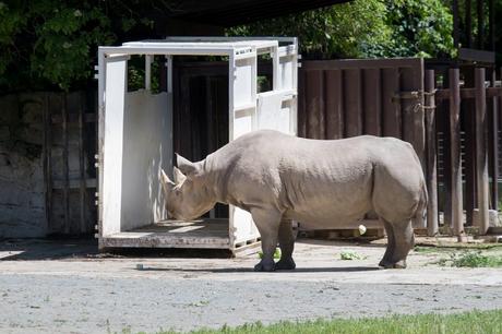 Rhinos to Rwanda: the largest ever transport of rhinos from Europe to Africa begins today