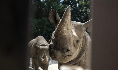 Rhinos to Rwanda: the largest ever transport of rhinos from Europe to Africa begins today