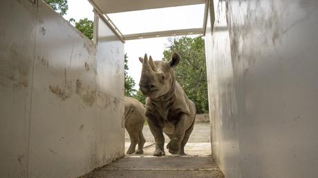 Rhinos to Rwanda: the largest ever transport of rhinos from Europe to Africa begins today