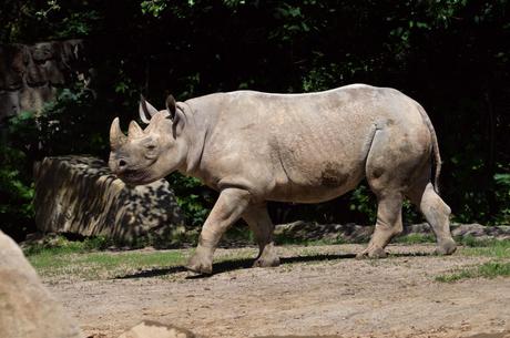 Rhinos to Rwanda: the largest ever transport of rhinos from Europe to Africa begins today