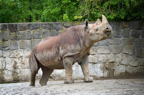 Rhinos to Rwanda: the largest ever transport of rhinos from Europe to Africa begins today