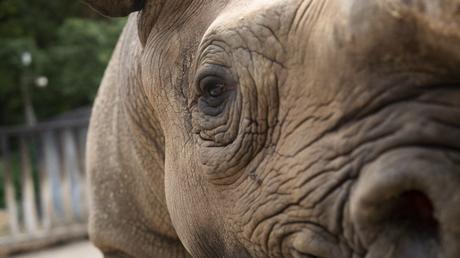 Rhinos to Rwanda: the largest ever transport of rhinos from Europe to Africa begins today