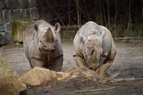 Rhinos to Rwanda: the largest ever transport of rhinos from Europe to Africa begins today