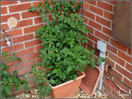 Late-planted tomatoes