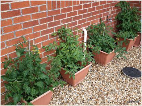 Late-planted tomatoes