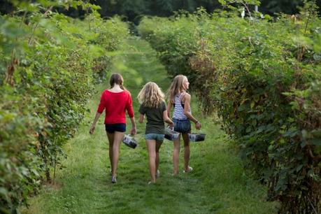 Family outing: Berry-picking etiquette for B.C.’s summer bounty