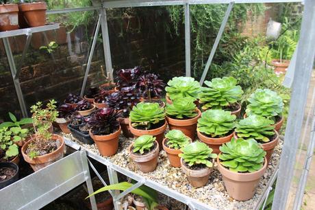 Take one Aeonium….