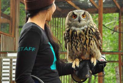 THE CASCADES RAPTOR CENTER, EUGENE, OREGON: Guest Post by Dmitri the Owl, as told to Caroline Hatton