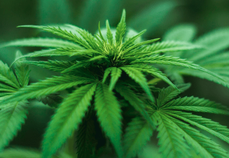 Research Pushes Cannabis Legalization To Protect the Youth