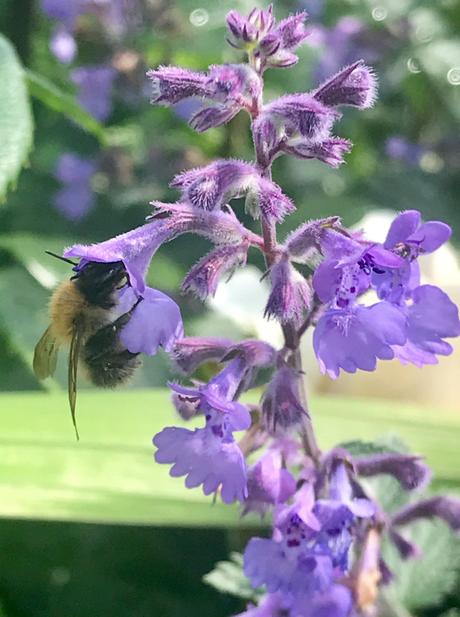 Attracting the Bees