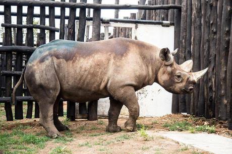 Five Black rhinos fly 3700 miles to Rwanda