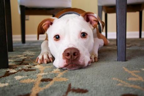 Best Dry Dog Food for Pitbulls – How to Choose the Right Food for Your Dog?