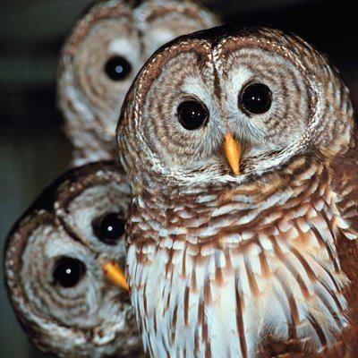 A Parliament (a group of owls): image via orthagroup.org