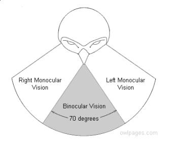 Owl's field of vision: image via owlpages.com