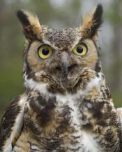 Great Horned Owl: image via tonypratt.com