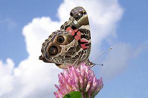 An American Lady butterfly against a cloud-fil...