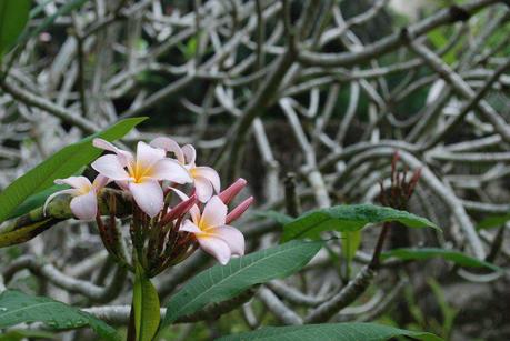 Singapore Bontanical Gardens