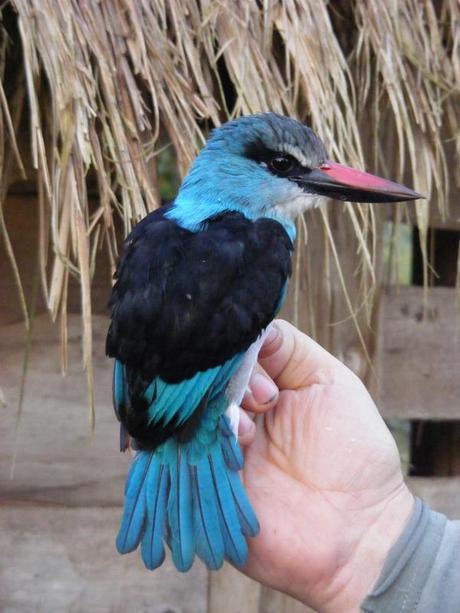 The Blue Breasted Kingfisher was one of the weekend's top finds