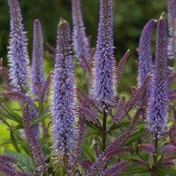 beautiful-tall-veronicastrum-cupid