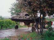 Good Fruit (Not What Think)