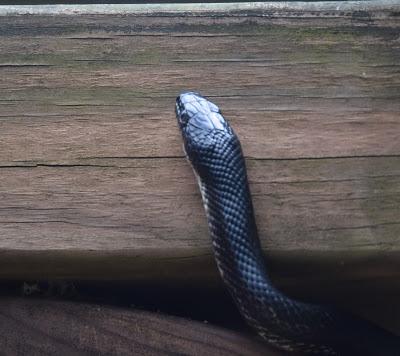 Yet Another Sequence