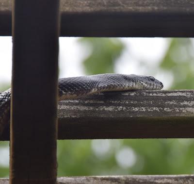 Yet Another Sequence